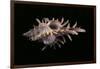 Chicoreus Aculeatus-Paul Starosta-Framed Photographic Print