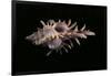 Chicoreus Aculeatus-Paul Starosta-Framed Photographic Print