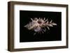 Chicoreus Aculeatus-Paul Starosta-Framed Photographic Print