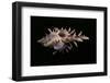 Chicoreus Aculeatus-Paul Starosta-Framed Photographic Print