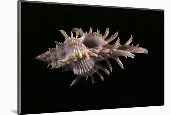 Chicoreus Aculeatus-Paul Starosta-Mounted Photographic Print