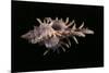 Chicoreus Aculeatus-Paul Starosta-Mounted Photographic Print