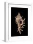 Chicoreus Aculeatus-Paul Starosta-Framed Photographic Print