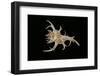 Chicoreus Cervicornis-Paul Starosta-Framed Photographic Print