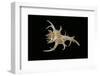 Chicoreus Cervicornis-Paul Starosta-Framed Photographic Print