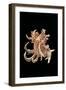 Chicoreus Cornucervi-Paul Starosta-Framed Photographic Print