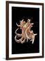 Chicoreus Cornucervi-Paul Starosta-Framed Photographic Print
