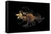 Chicoreus Florifer-Paul Starosta-Framed Stretched Canvas