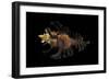 Chicoreus Florifer-Paul Starosta-Framed Photographic Print