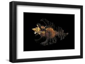 Chicoreus Florifer-Paul Starosta-Framed Photographic Print