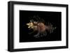 Chicoreus Florifer-Paul Starosta-Framed Photographic Print