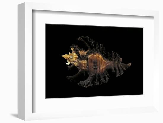 Chicoreus Florifer-Paul Starosta-Framed Photographic Print