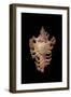 Chicoreus Nobilis-Paul Starosta-Framed Photographic Print