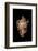 Chicoreus Nobilis-Paul Starosta-Framed Photographic Print