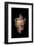 Chicoreus Nobilis-Paul Starosta-Framed Photographic Print