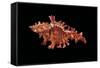 Chicoreus Sauliae-Paul Starosta-Framed Stretched Canvas