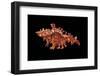 Chicoreus Sauliae-Paul Starosta-Framed Photographic Print