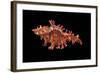 Chicoreus Sauliae-Paul Starosta-Framed Photographic Print
