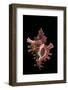 Chicoreus Steeriae-Paul Starosta-Framed Photographic Print