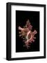 Chicoreus Steeriae-Paul Starosta-Framed Photographic Print