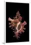 Chicoreus Steeriae-Paul Starosta-Framed Photographic Print