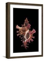 Chicoreus Steeriae-Paul Starosta-Framed Photographic Print