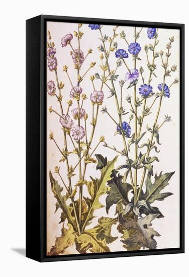 Chicory; Cichorium Intybus. from 'Camerarius Florilegium'-Joachim Camerarius-Framed Stretched Canvas