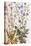 Chicory; Cichorium Intybus. from 'Camerarius Florilegium'-Joachim Camerarius-Stretched Canvas