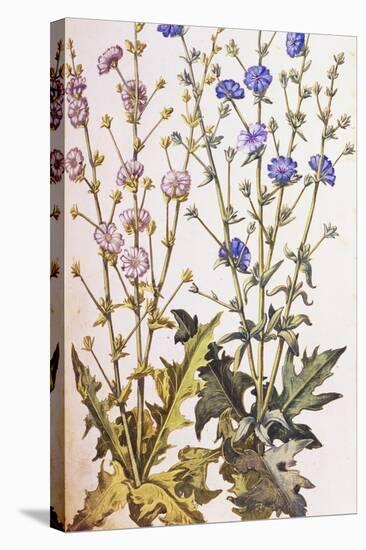 Chicory; Cichorium Intybus. from 'Camerarius Florilegium'-Joachim Camerarius-Stretched Canvas