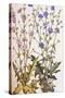 Chicory; Cichorium Intybus. from 'Camerarius Florilegium'-Joachim Camerarius-Stretched Canvas