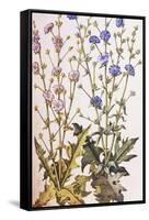 Chicory; Cichorium Intybus. from 'Camerarius Florilegium'-Joachim Camerarius-Framed Stretched Canvas