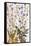Chicory; Cichorium Intybus. from 'Camerarius Florilegium'-Joachim Camerarius-Framed Stretched Canvas