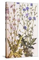 Chicory; Cichorium Intybus. from 'Camerarius Florilegium'-Joachim Camerarius-Stretched Canvas