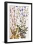 Chicory; Cichorium Intybus. from 'Camerarius Florilegium'-Joachim Camerarius-Framed Giclee Print