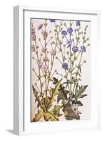 Chicory; Cichorium Intybus. from 'Camerarius Florilegium'-Joachim Camerarius-Framed Giclee Print