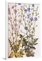 Chicory; Cichorium Intybus. from 'Camerarius Florilegium'-Joachim Camerarius-Framed Giclee Print