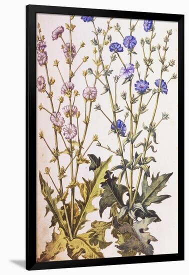 Chicory; Cichorium Intybus. from 'Camerarius Florilegium'-Joachim Camerarius-Framed Giclee Print