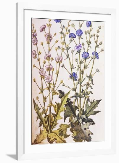 Chicory; Cichorium Intybus. from 'Camerarius Florilegium'-Joachim Camerarius-Framed Giclee Print