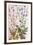 Chicory; Cichorium Intybus. from 'Camerarius Florilegium'-Joachim Camerarius-Framed Giclee Print