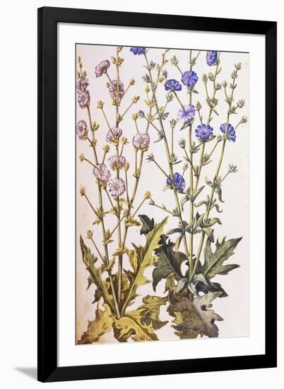 Chicory; Cichorium Intybus. from 'Camerarius Florilegium'-Joachim Camerarius-Framed Giclee Print