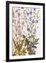Chicory; Cichorium Intybus. from 'Camerarius Florilegium'-Joachim Camerarius-Framed Giclee Print