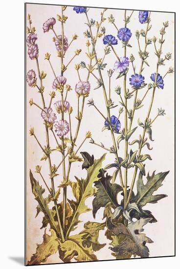 Chicory; Cichorium Intybus. from 'Camerarius Florilegium'-Joachim Camerarius-Mounted Giclee Print