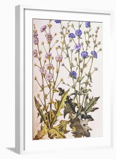 Chicory; Cichorium Intybus. from 'Camerarius Florilegium'-Joachim Camerarius-Framed Giclee Print