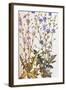 Chicory; Cichorium Intybus. from 'Camerarius Florilegium'-Joachim Camerarius-Framed Giclee Print