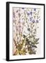 Chicory; Cichorium Intybus. from 'Camerarius Florilegium'-Joachim Camerarius-Framed Giclee Print