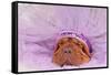 Chief Indian Dog Sleeping Sweetly-vitalytitov-Framed Stretched Canvas