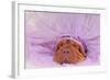 Chief Indian Dog Sleeping Sweetly-vitalytitov-Framed Photographic Print