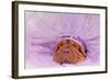 Chief Indian Dog Sleeping Sweetly-vitalytitov-Framed Photographic Print