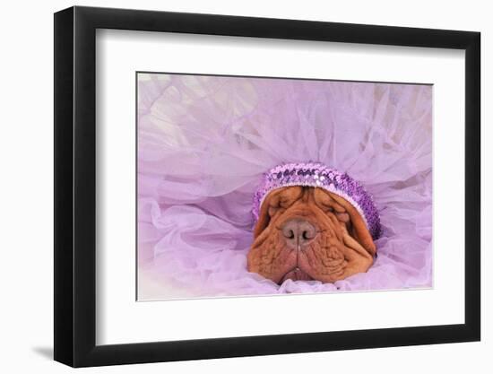 Chief Indian Dog Sleeping Sweetly-vitalytitov-Framed Photographic Print