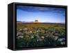 Chief Mountain and Prairie Wildflowers at Glacier National Park, Montana, USA-Chuck Haney-Framed Stretched Canvas